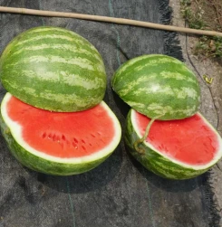 Organiczny arbuz bez pestek (WA-T4)